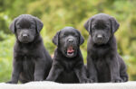 RSB-Puppy-Educators