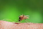 Zika-Virus