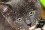 cat urinary health
