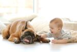 introducing-your-baby-to-your-dog
