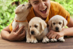 petsecure pet insurance for dogs
