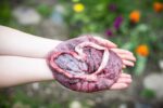 placenta encapsulation