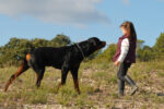 dog attack