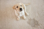 pet stains carpet