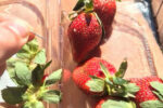 strawberry needle recall