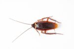 Valentines Cockroach