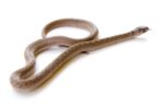 Name a Snake After Your Ex