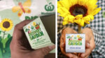 Woolworths limited edition sunflower seedlings