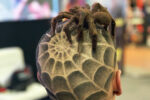 3D Halloween Haircut