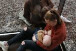 orangutan helps mum breastfeed