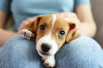 top dog names 2020