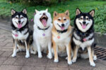funny shibu inu dog