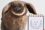 Things I Have Drawn