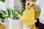 plant watering