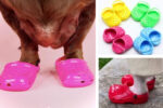crocs for dogs