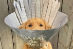 dog cone costumes