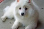 white puppy white fox