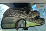 snake found in car