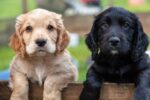 popular pet names 2021