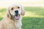 trending dog and cat names