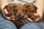 puppy and dog safety