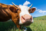 cow poo during labour