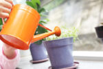 plant care, indoor plants