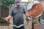 snake in pool - python