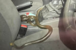 deadly snake in a car