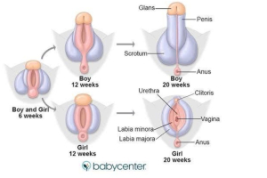 4 Ways to Determine the Gender on Ultrasound Scans - Is it a Boy or Girl?