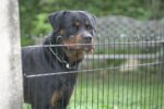 Fatal dog attack of newborn. Rottweiler dogs