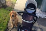 introducing-dogs-to-baby