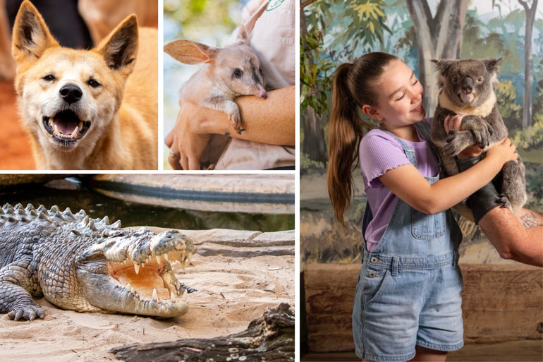 Get close with furry friends and wildlife at Dreamworld