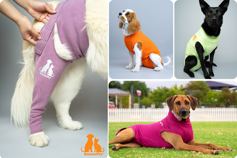 RecoverPet Pet Recovery Products